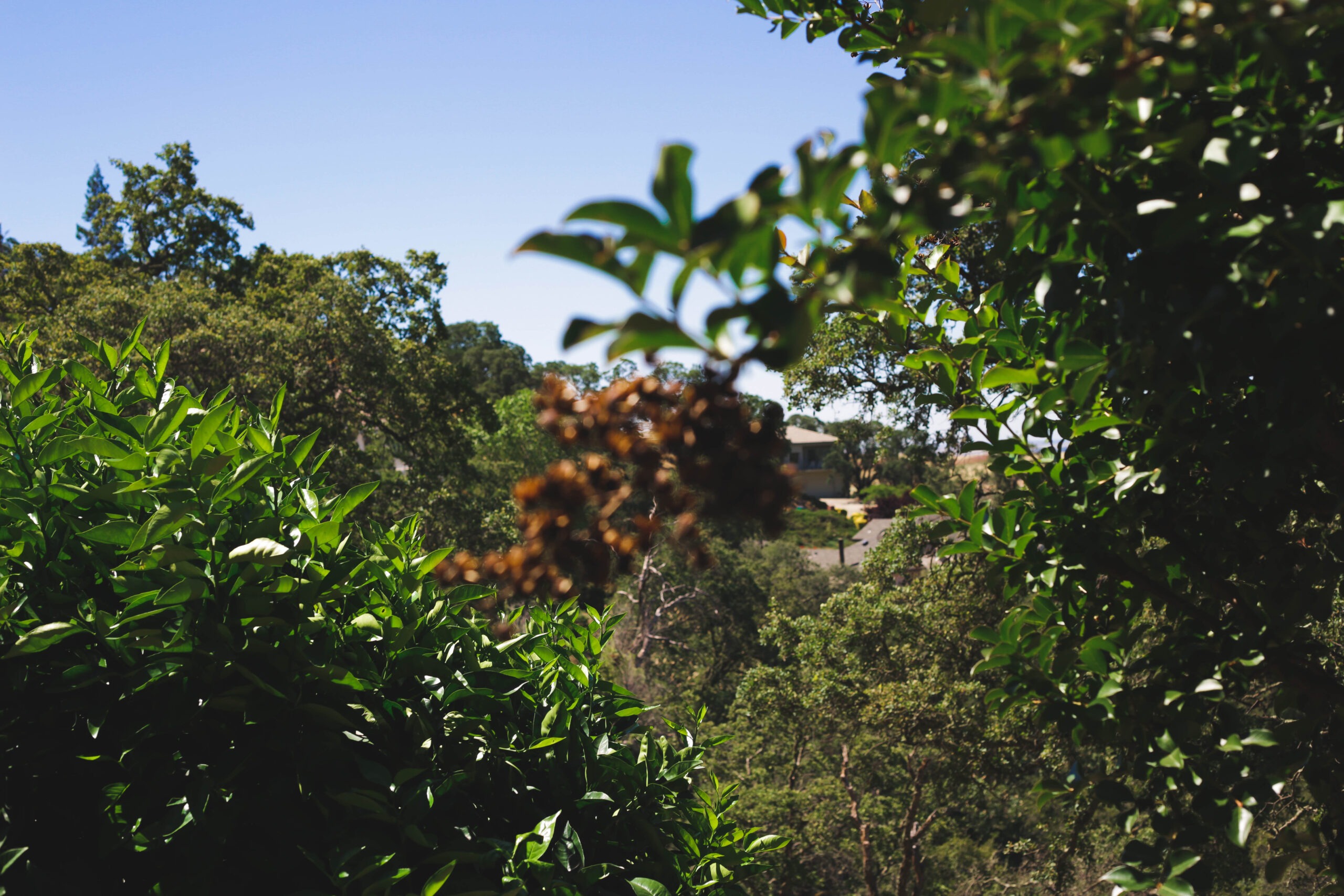 This is a picture of emergency tree service in Tustin, CA.