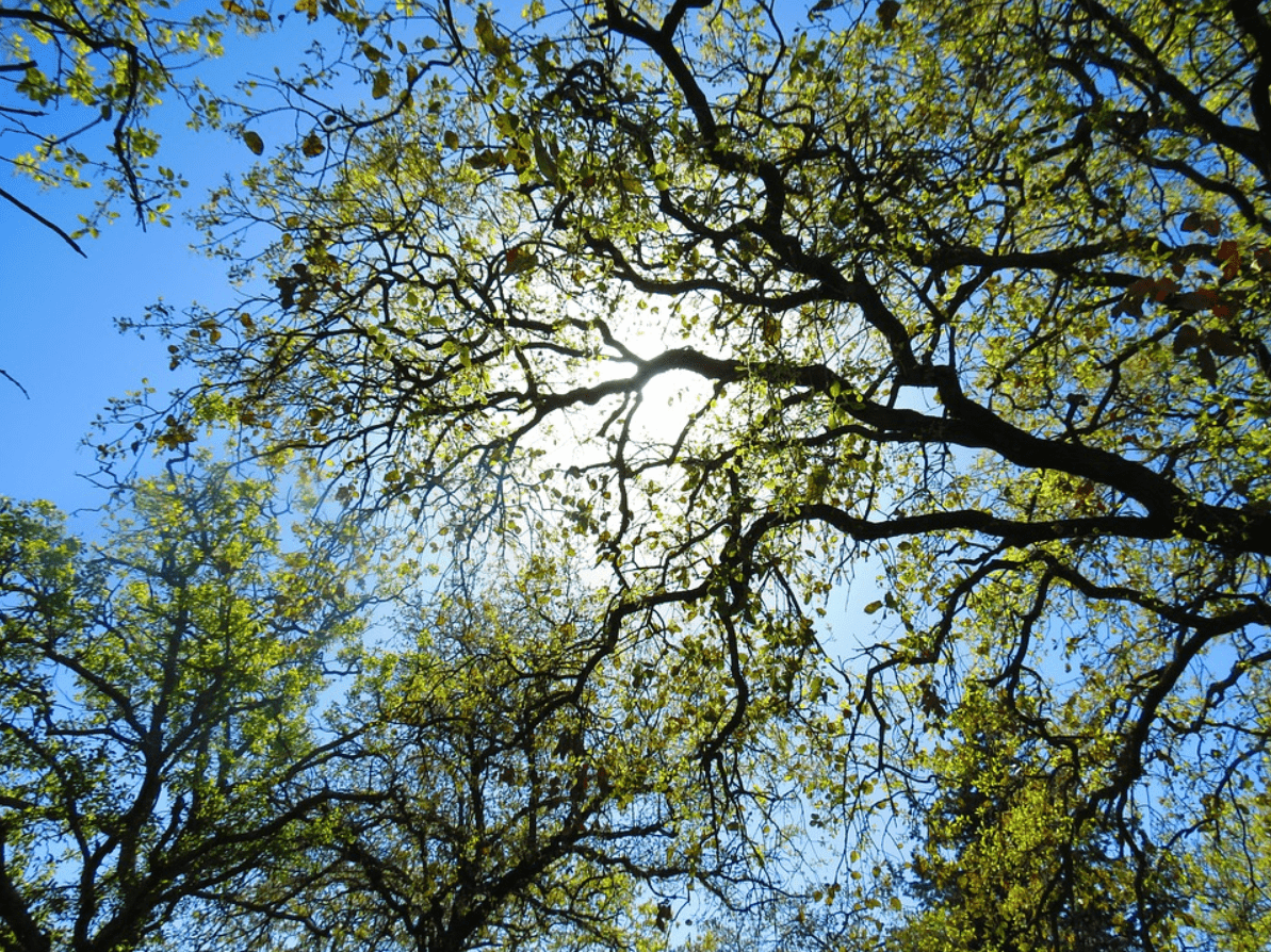 this image shows tree pruning carlsbad ca