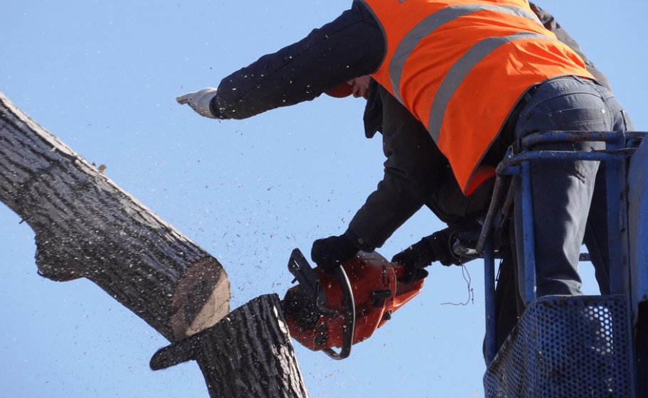 An image of tree cutting service in Tustin, CA.