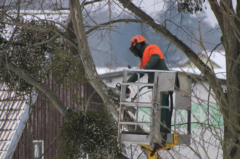 An image of tree pruning in Tustin, CA.