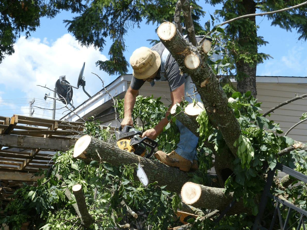 This image shows tree service in Tustin.