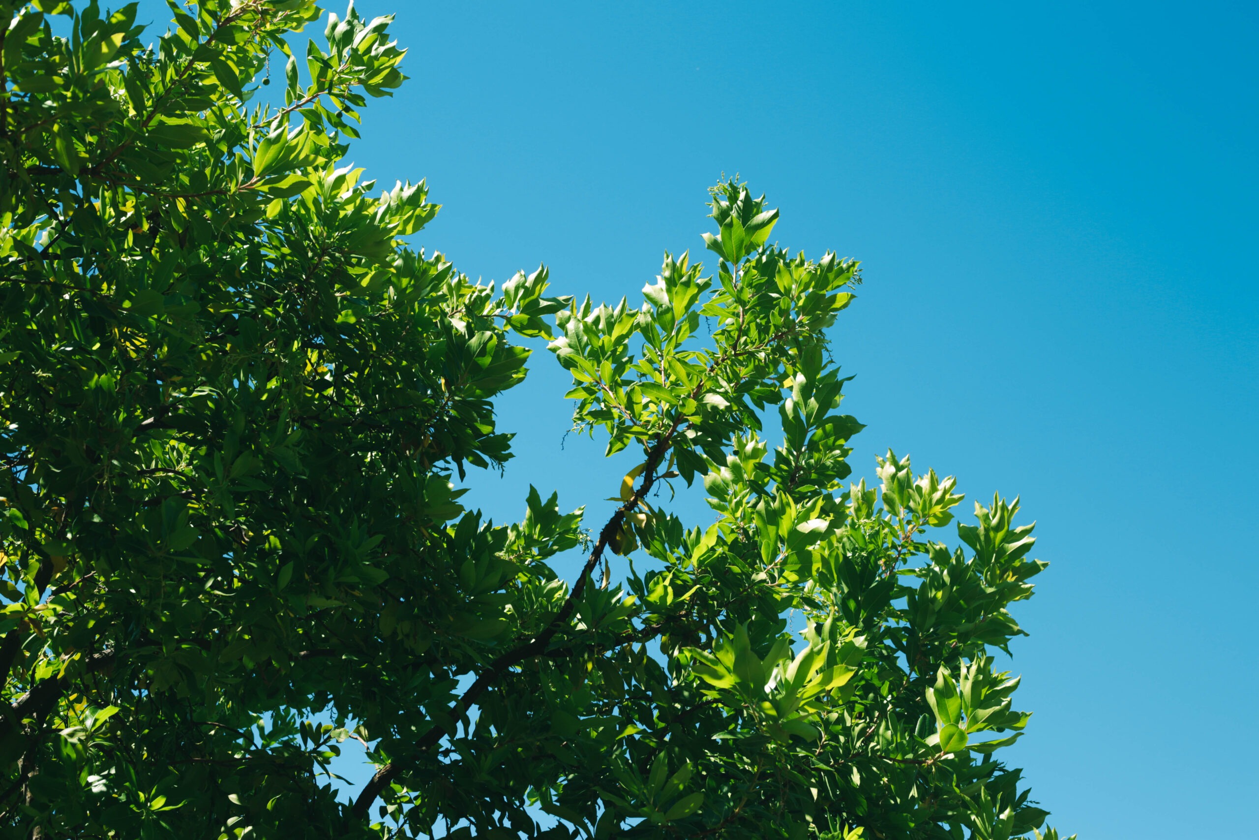 this image shows tree cutting in carlsbad, ca