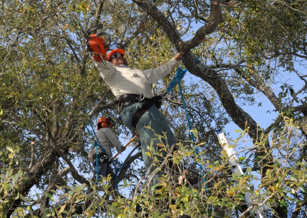 this is a picture of Tustin tree lopping.